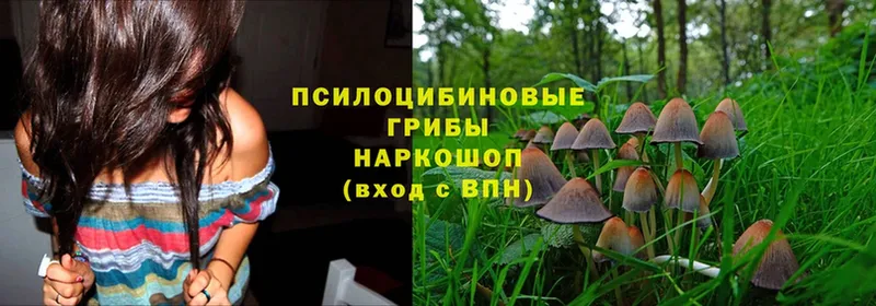 Галлюциногенные грибы Cubensis  это как зайти  Волгореченск 